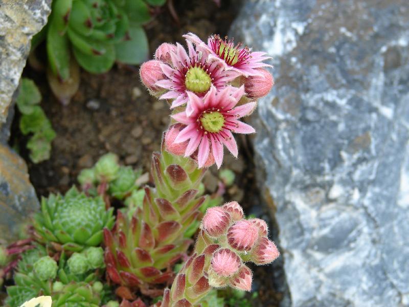 Foto: Ta n�m kr�sn� narostla.