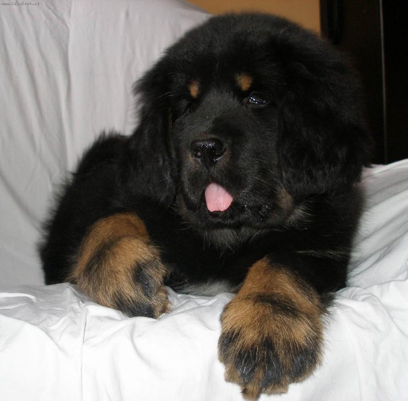 Foto: Eki-2 a p�l m�s�ce star� �t���tko Tibe��ka