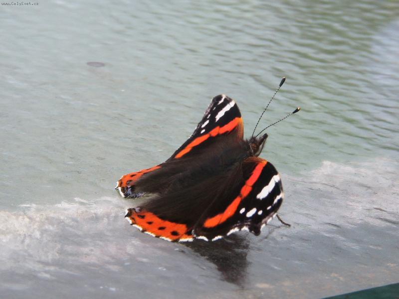 Foto: Letm� dotek hladiny