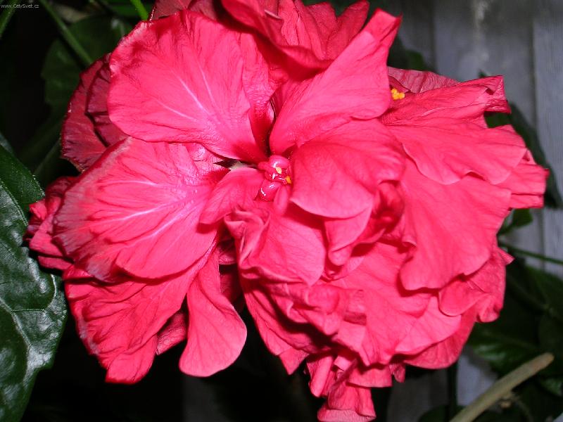 Foto: Ibi�ek-Hani m�m hez��:-)