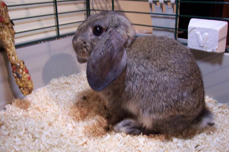 Foto: Kr�li�ice Baru�ka-Moje kr�l��ece  Baru�ka  kr�sn� a mil� to sle�na