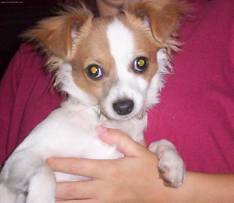 Foto: Moj Rambo-moj psik