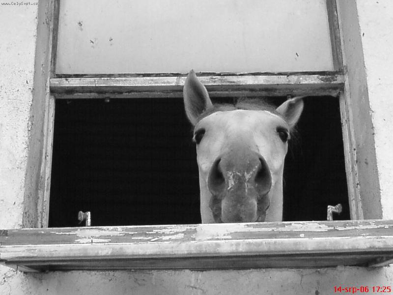 Foto: Fario-vyhl��m moji pani�ku