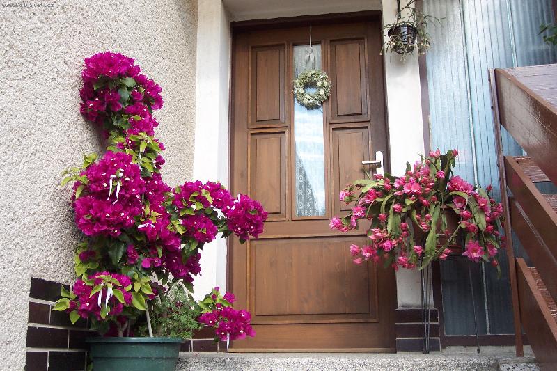 Foto: SVATEBN� DEN-bougenvilea a kaktus