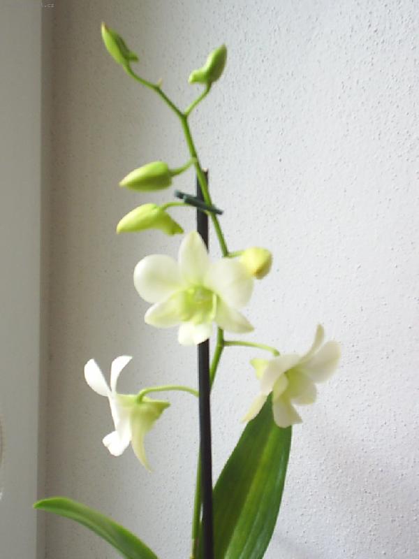 Foto: Orchidea-Dalo by se na n� d�vat po��d..