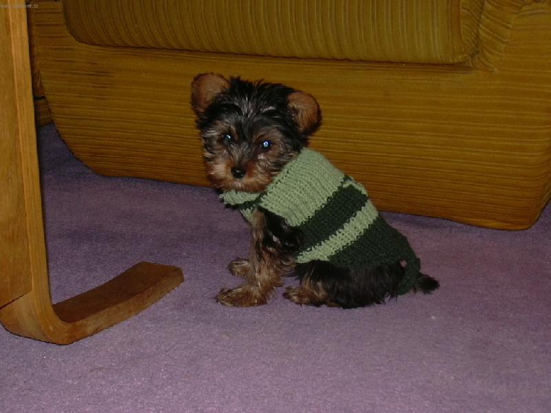 Foto: Mat�sek-To jsem dostal k v�noc�m!! hee� :)