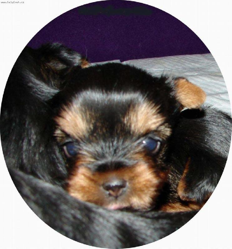 Foto: U� se rozkouk�v�m...