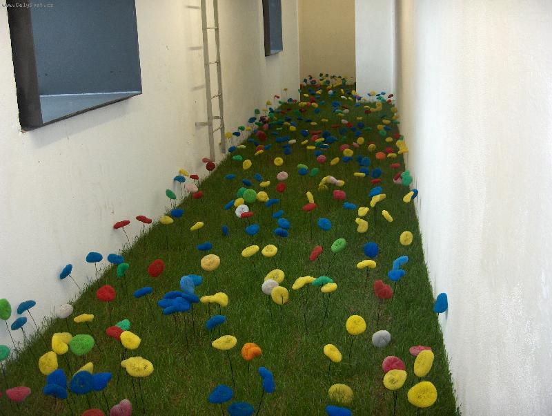 Foto: Rostlina p��t�ho stolet�-Kdo v� co je to???