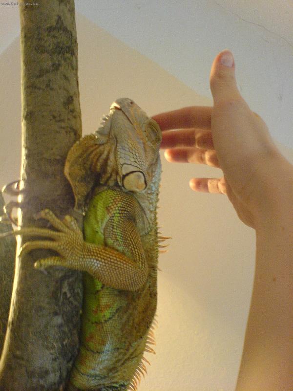 Foto: bertas-tohle m�m nejrad�ji