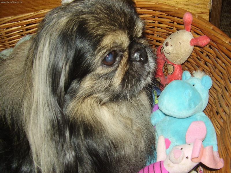 Foto: B��a se sv�mi kamar�dy....