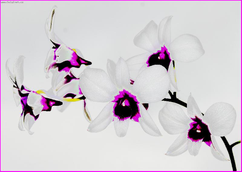 Foto: b�l� kr�ska