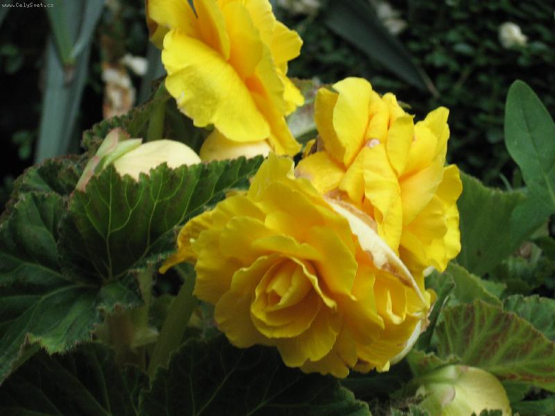 Foto: U babi�ky a d�dy