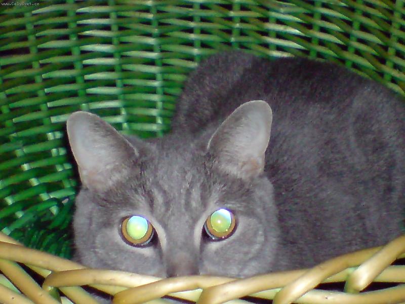 Foto: komu se nelen�,tomu se zelen�