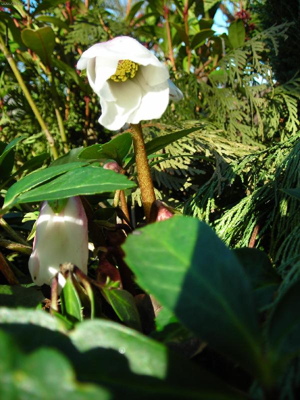 Foto: �eme�ice-Skoro u� jarn� pozdrav