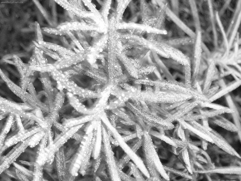 Foto: Mraziv� zimn� r�no