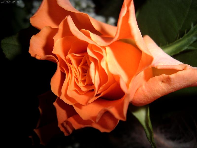 Foto: Oran�ov�...