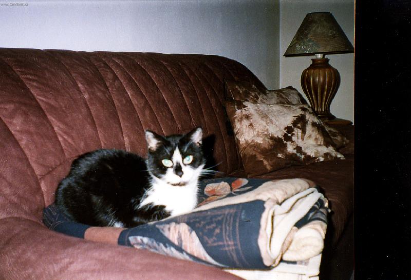 Foto: Vd��n� televizn� div�k