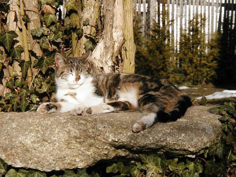 Foto: ���a-���a se vyh��v� na kameni