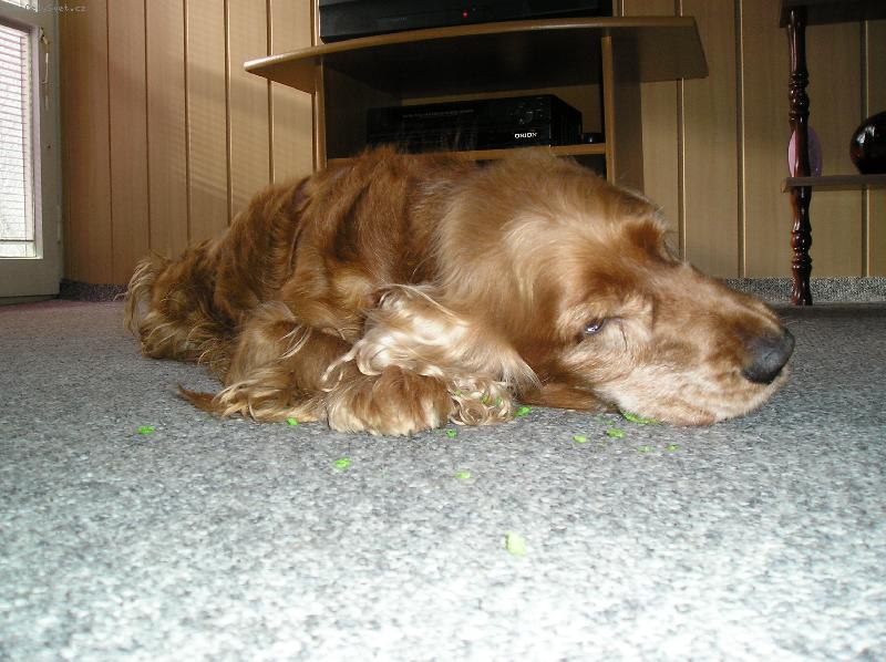 Foto: Shellinka-Tak,kost jsem sn�dla a te� si d�m �lof�ka......