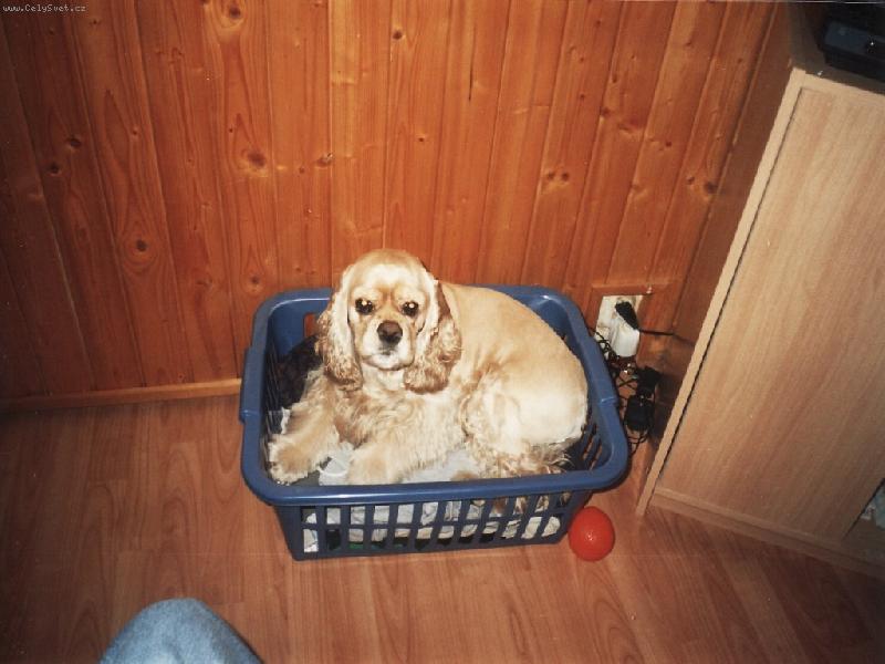 Foto: Akim-�ek�m na pran�