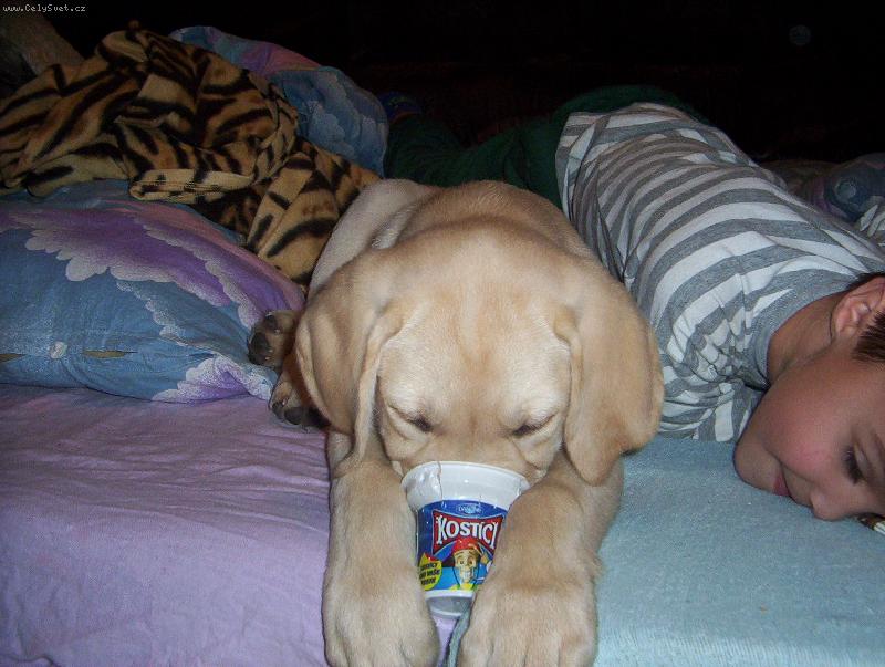 Foto: sva�ina-to byla dobrota