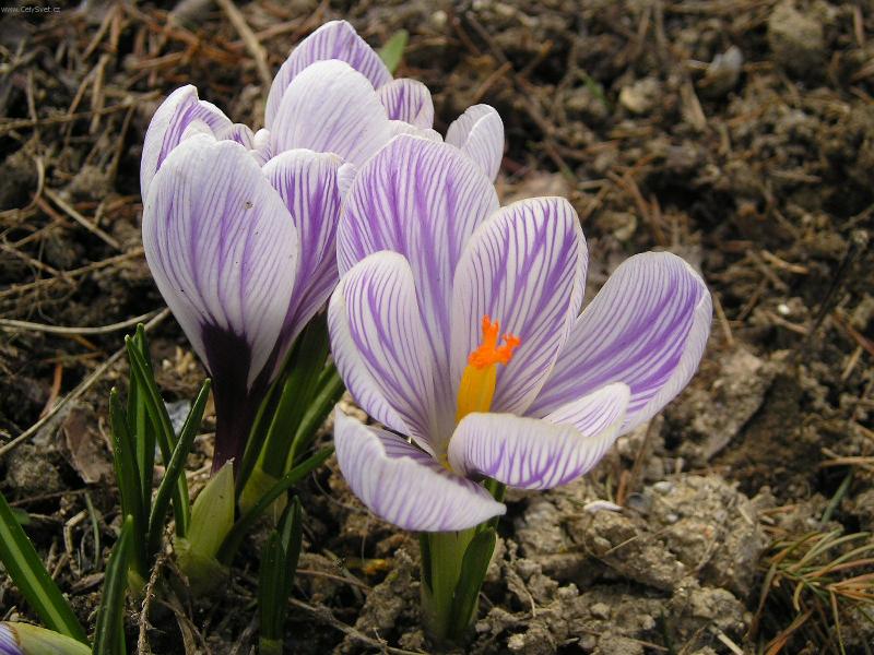 Foto: Krokus-jarn� pozdrav