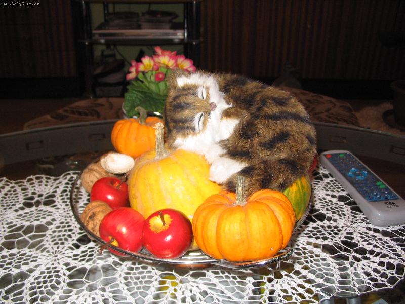 Foto: z�ti��-ovoce a na�e m�ca