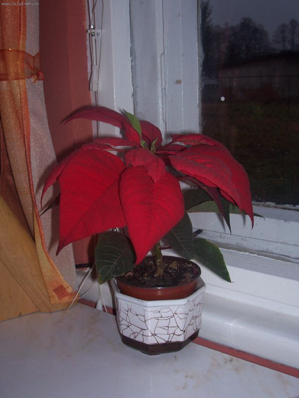 Foto: na�e rostlina