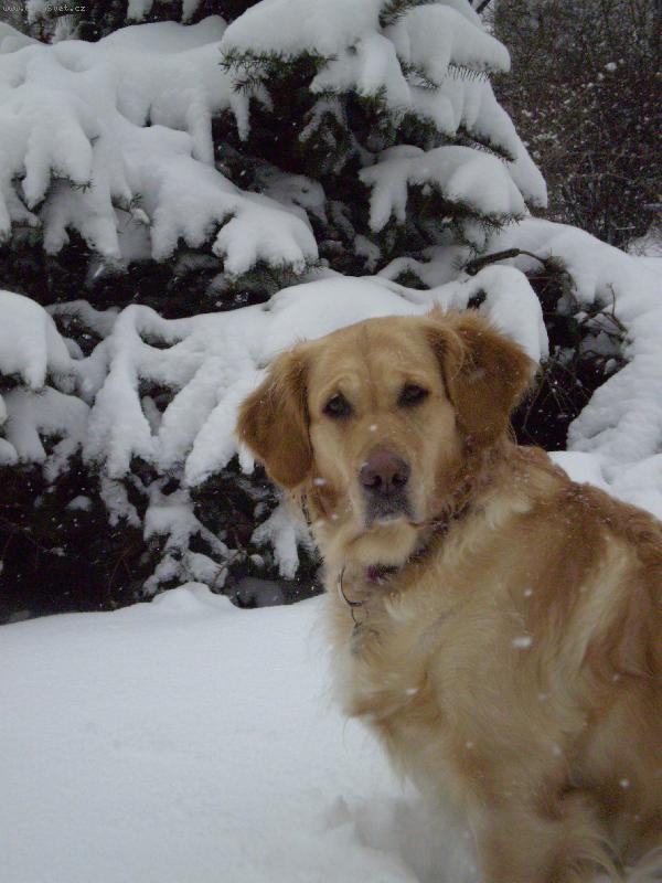 Foto: B�ra-Nejhez�� d�rek pod strome�ek..........SN�H!