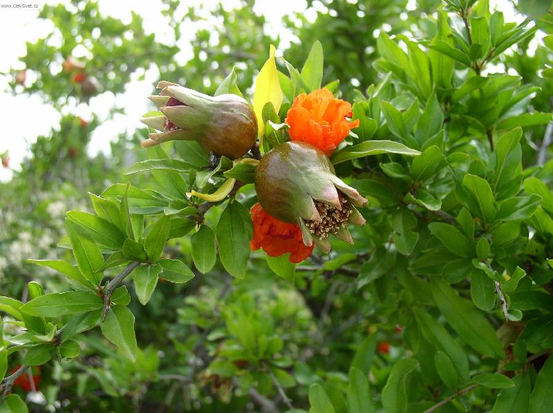 Foto:  kv�t s mal�m plodem gran�tov�ho jablka