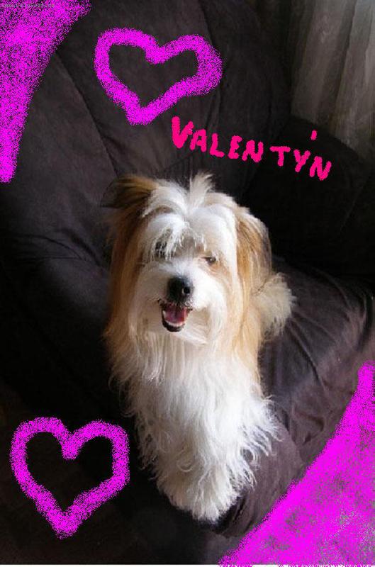 Foto: valent�n od Bene�ka-muj pes ben