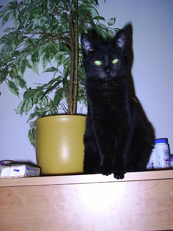 Foto: ... z�ti�� ...