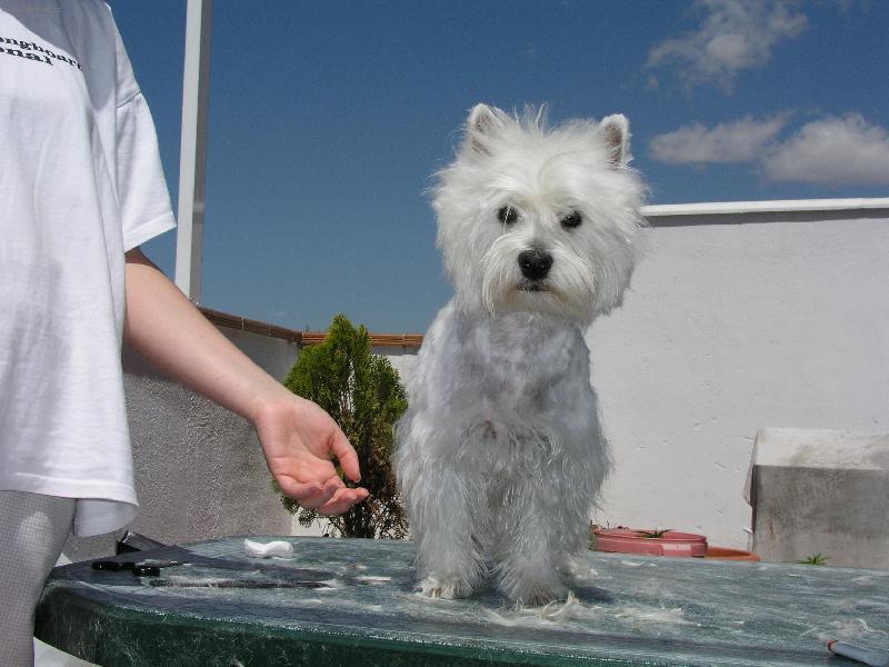 Foto: po koupeli-bila jak snih