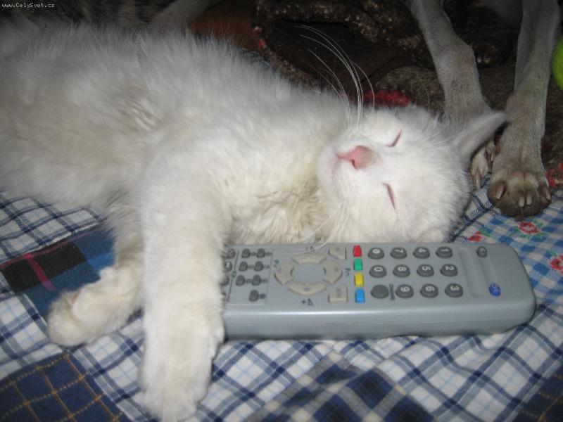 Foto: Dobrou,stejn� tam nic nen�-kocour P�a