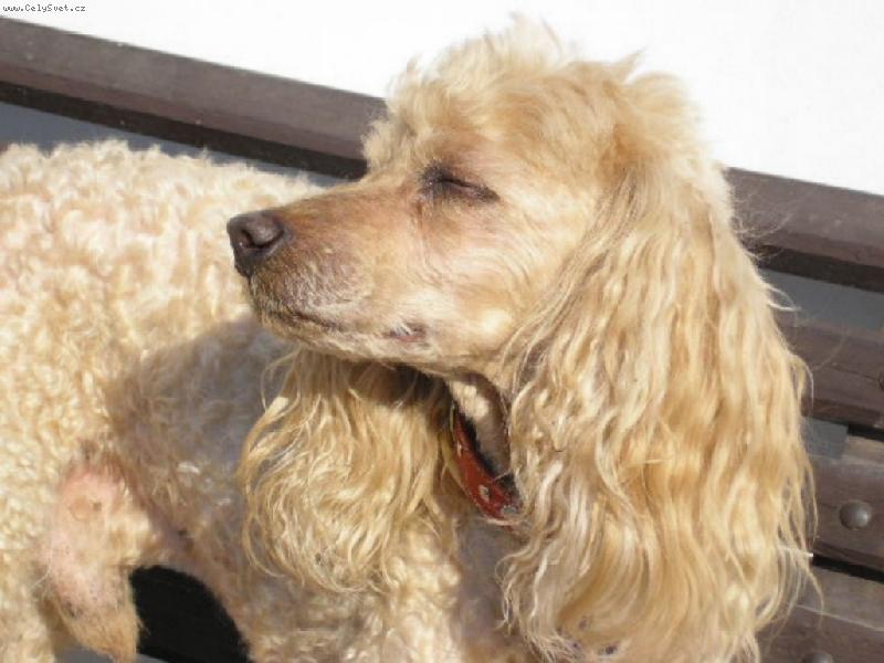 Foto: J� slun��ko, to je moje