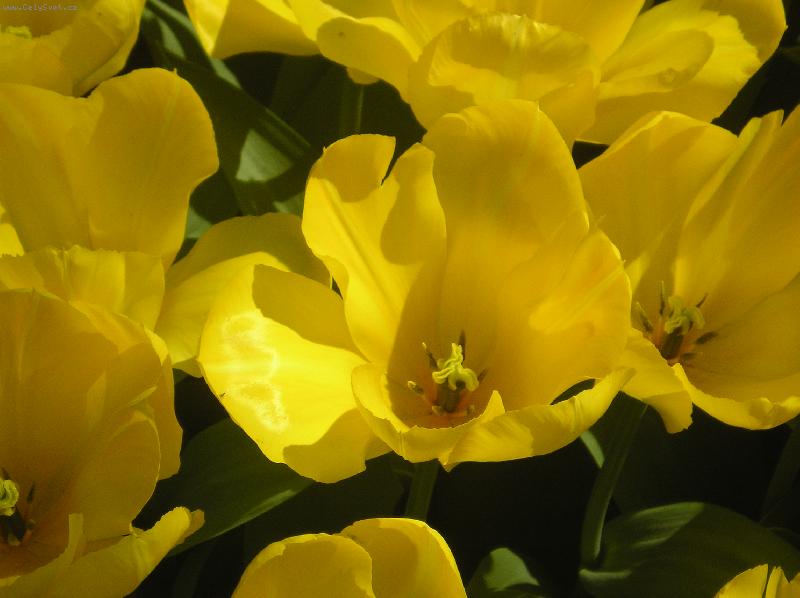 Foto: �lut� tulip�ny