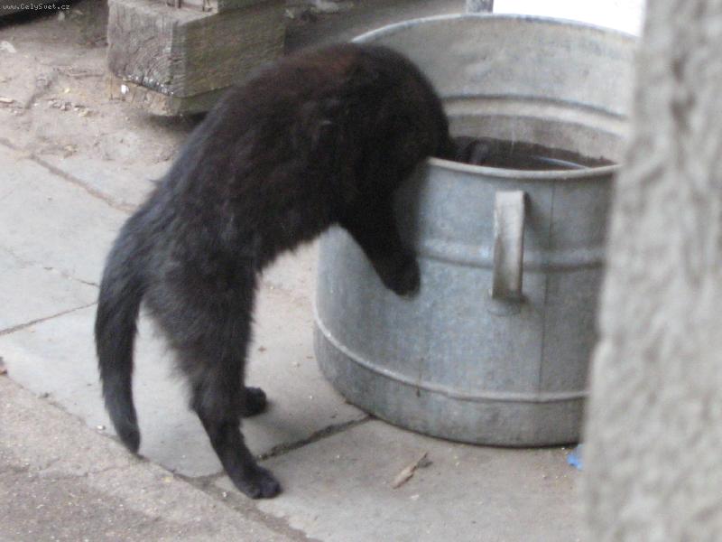 Foto: ko�ka s velkou plechovou hlavou