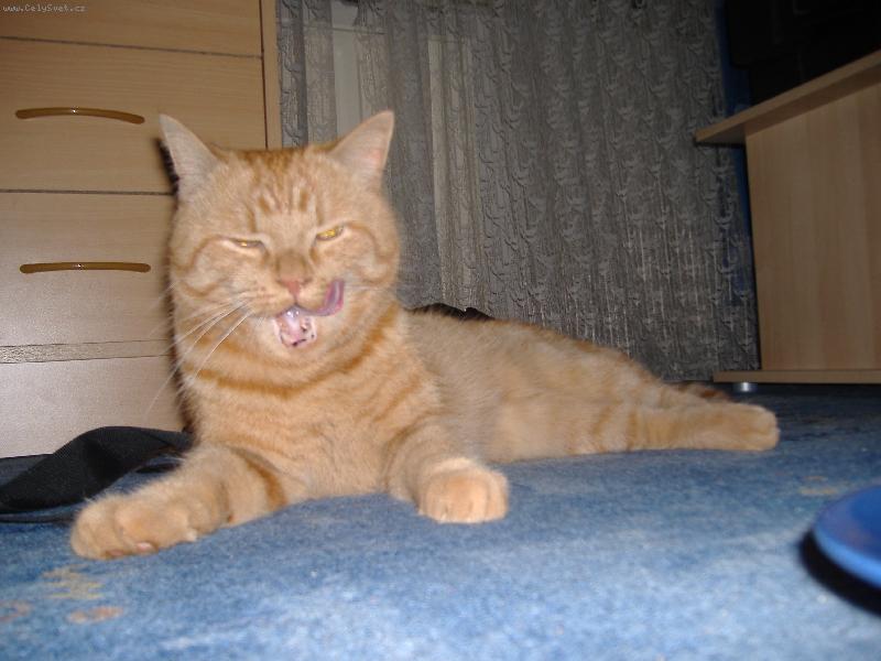 Foto: Tom�ek-" to byla dobrota...."