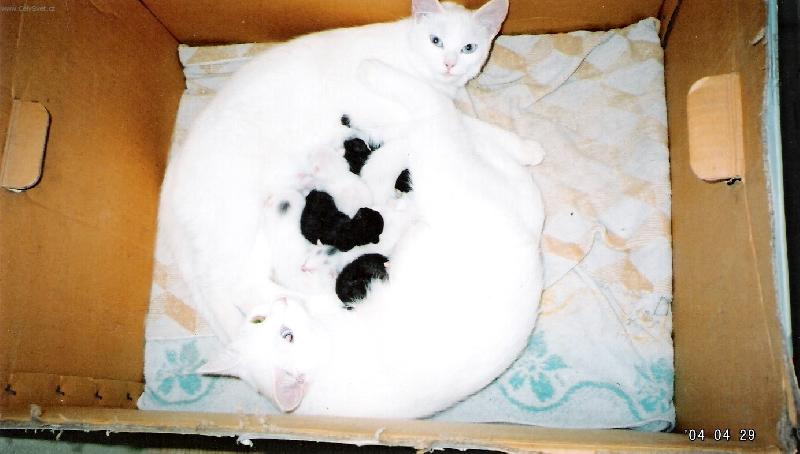 Foto: And�lka a Cecilka-...ve dvou se to l�pe t�hne...