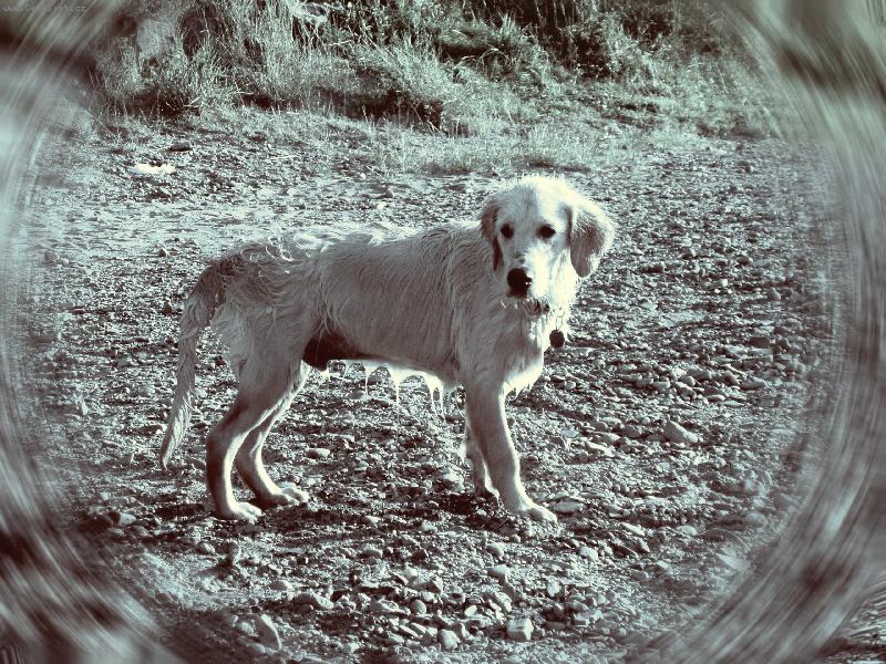 Foto: Arkulisos-ala zmokl� pes