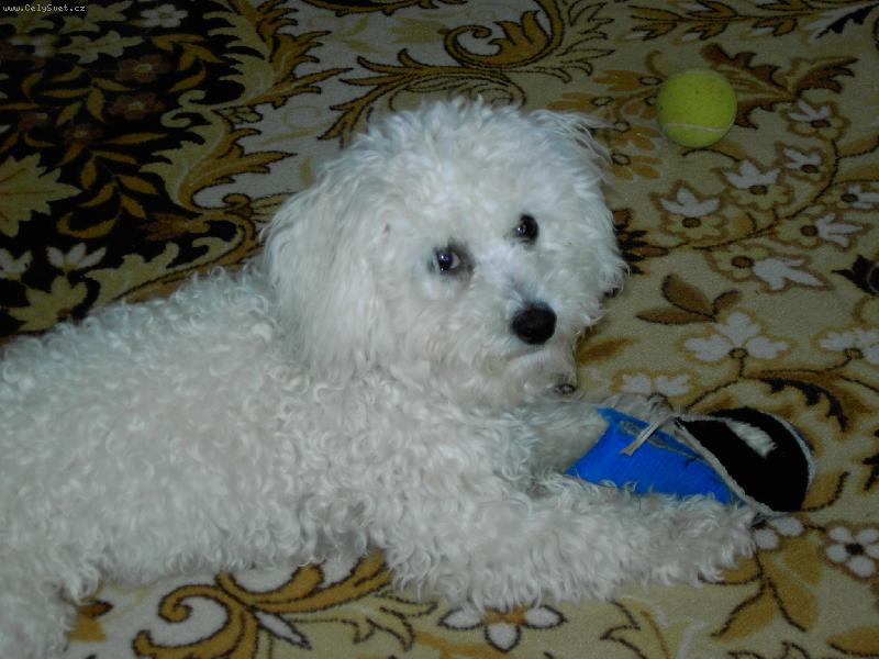 Foto: ta bota bude cel� moje