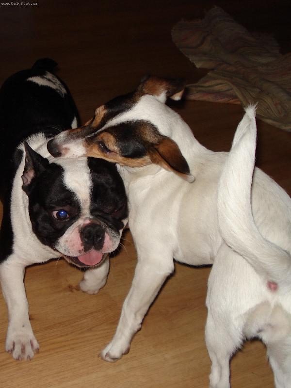 Foto: Hr�tky s Bugghinkou..