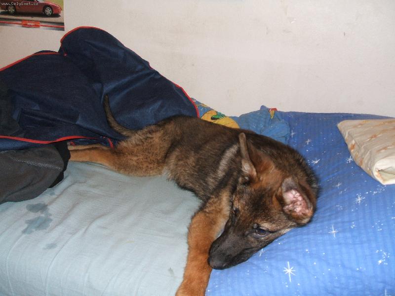 Foto: Brit-Upadla mu fla�ti�ka