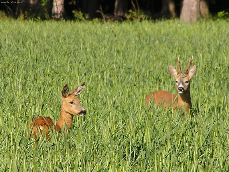 Foto: jarn� pastva