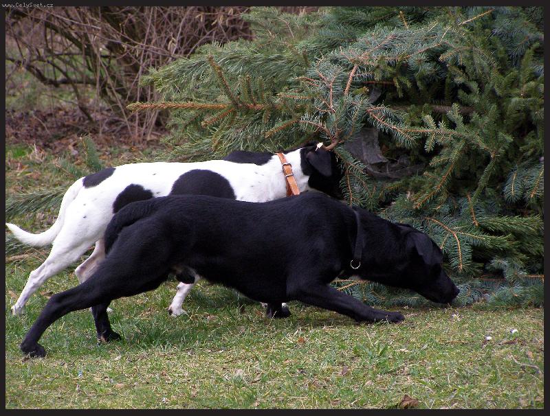 Foto: N�lez zavalen�ho lesn�ka