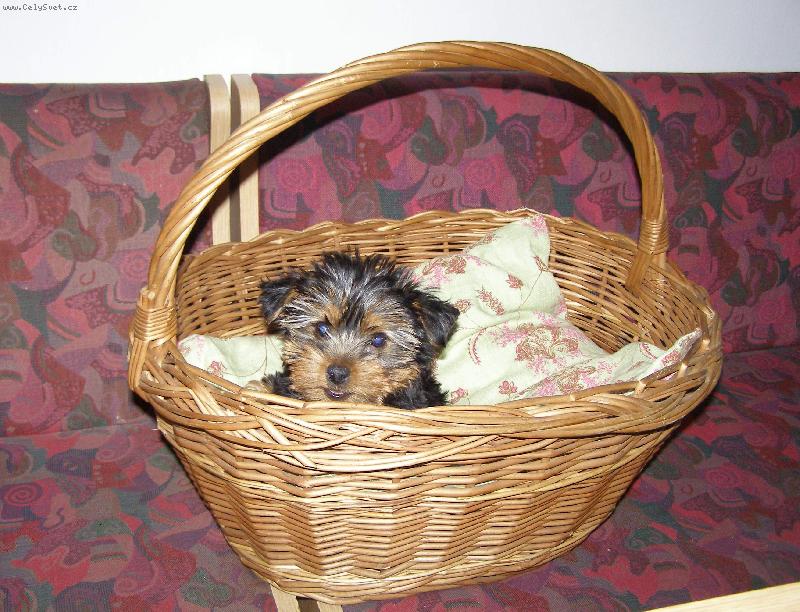 Foto: Nelinka-  m�m u� vst�vat?