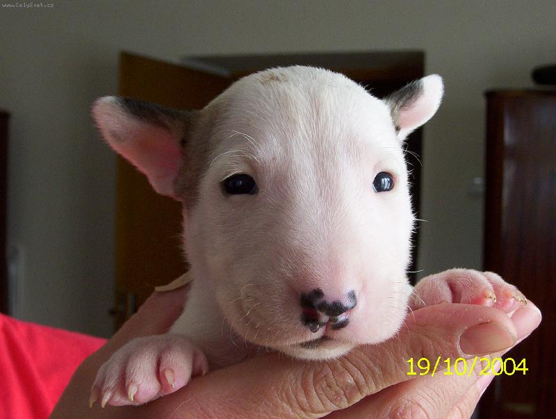 Foto: Mal� sest�i�ka