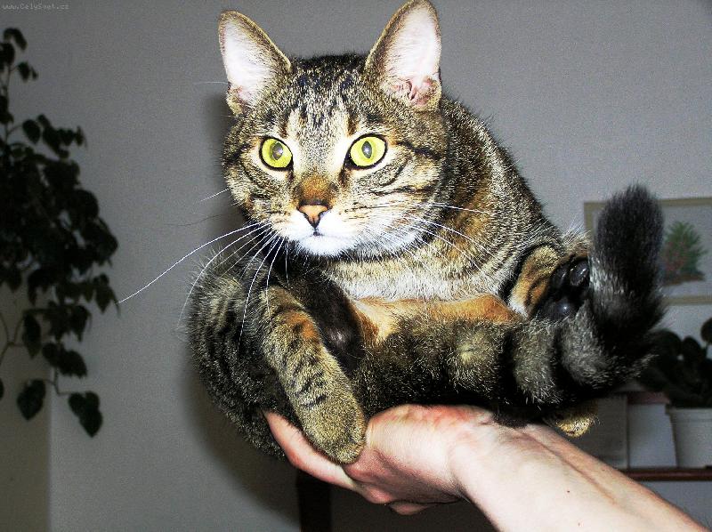 Foto: Kudl��ek-Ko�ka jako na dlani