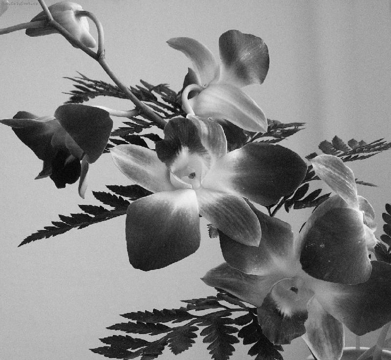 Foto: orchidej