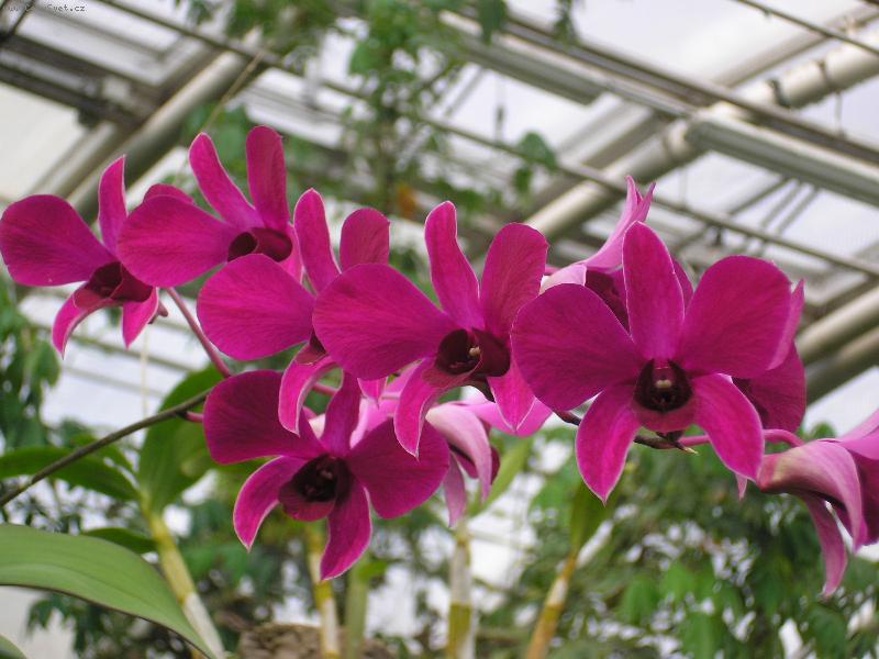 Foto: orchidej
